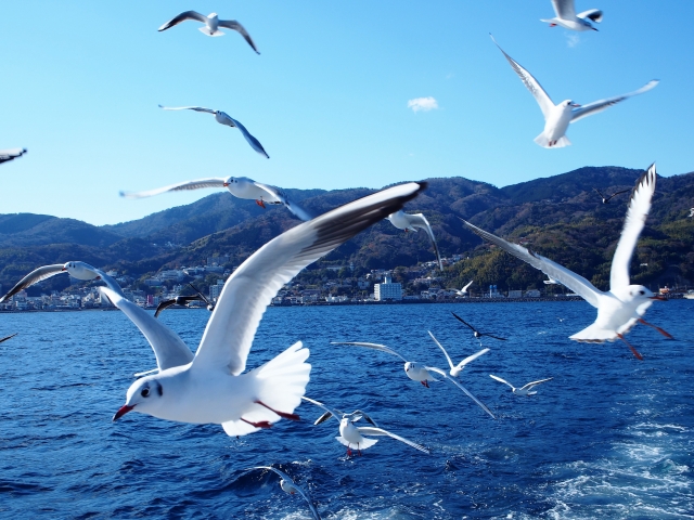 伊東の海を飛ぶカモメ